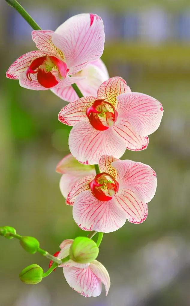 兰花原创图片,兰花品种大全