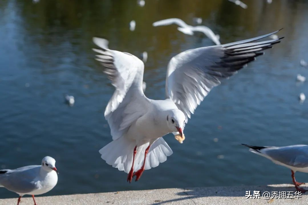 有一种生活叫云南四季,《有一种叫云南的生活》