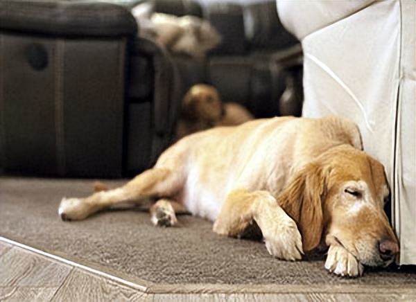 犬瘟狗狗临死表现,狗狗临死之前有哪些表现和症状