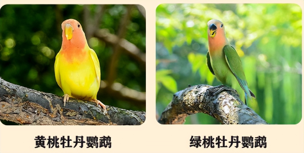 玄凤鹦鹉与虎皮鹦鹉吃的粮一样吗,新手刚养鹦鹉该怎么饲养鹦鹉呢