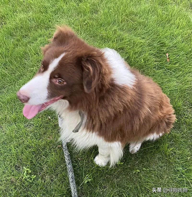 南通边境牧羊犬出售转让,边境牧羊犬在南通哪有得卖