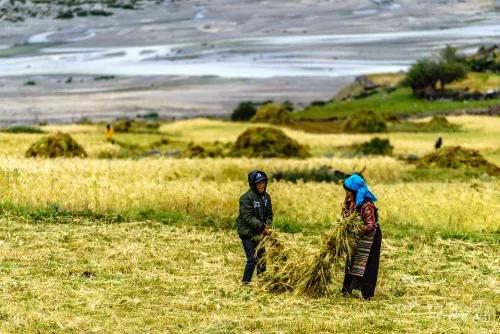 忆~环游路上｜青藏高原的奇葩趣事