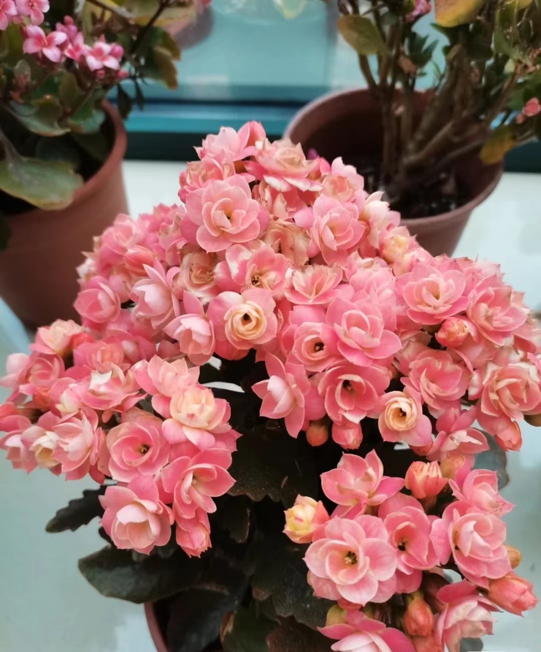 喜欢长寿花的寓意,喜欢养长寿花的人