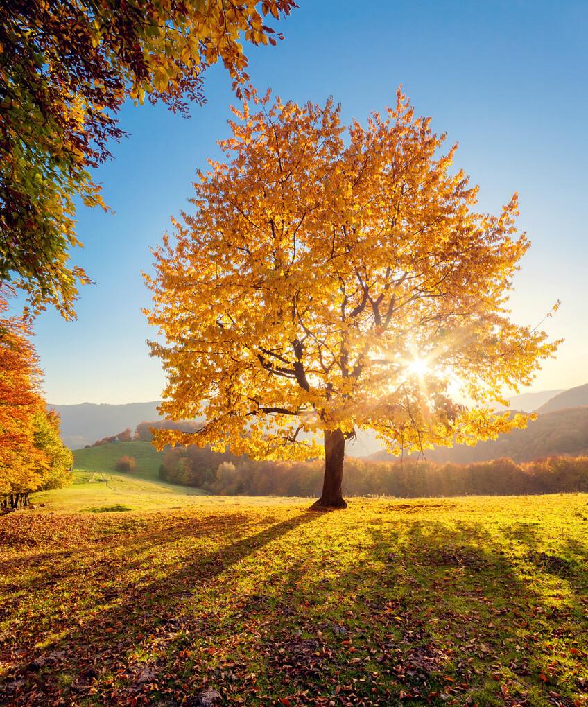 高山有意皆禅语,流水无情挂孤帆