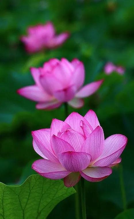 漂亮美丽的荷花壁纸,雨中荷花壁纸荣盛城