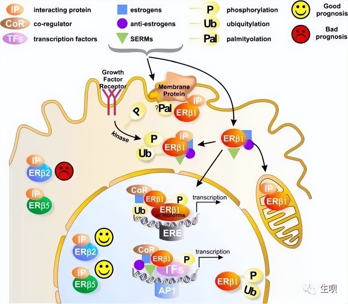 大豆异黄酮是处方药吗,大豆异黄酮是药还是补品