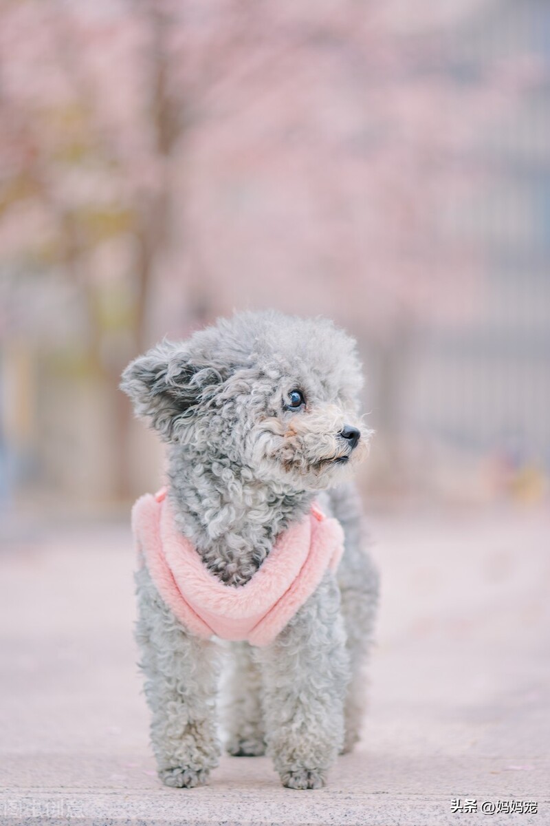 泰迪大便训练方法,训练泰迪大小便方法