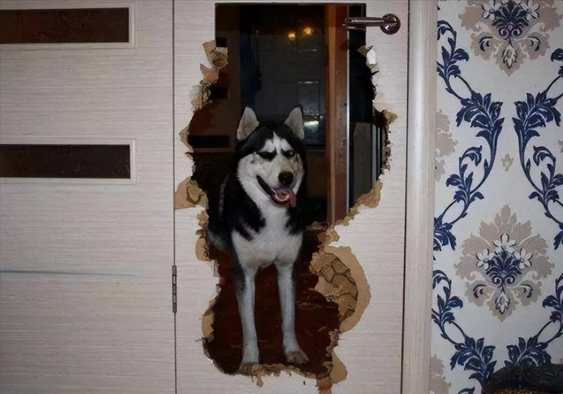 三傻狗有哪些,雪橇三傻是哪三种狗