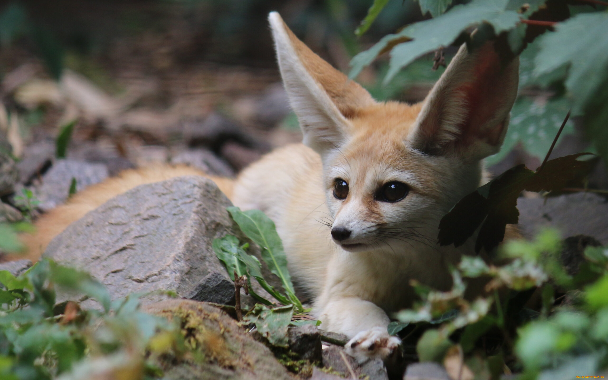 八种极为危险的可爱动物,猫是世界上最可爱的动物