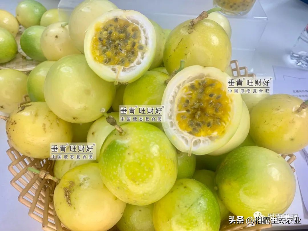 钦蜜九号百香果最新价格,正宗钦蜜9号百香果是哪里产的
