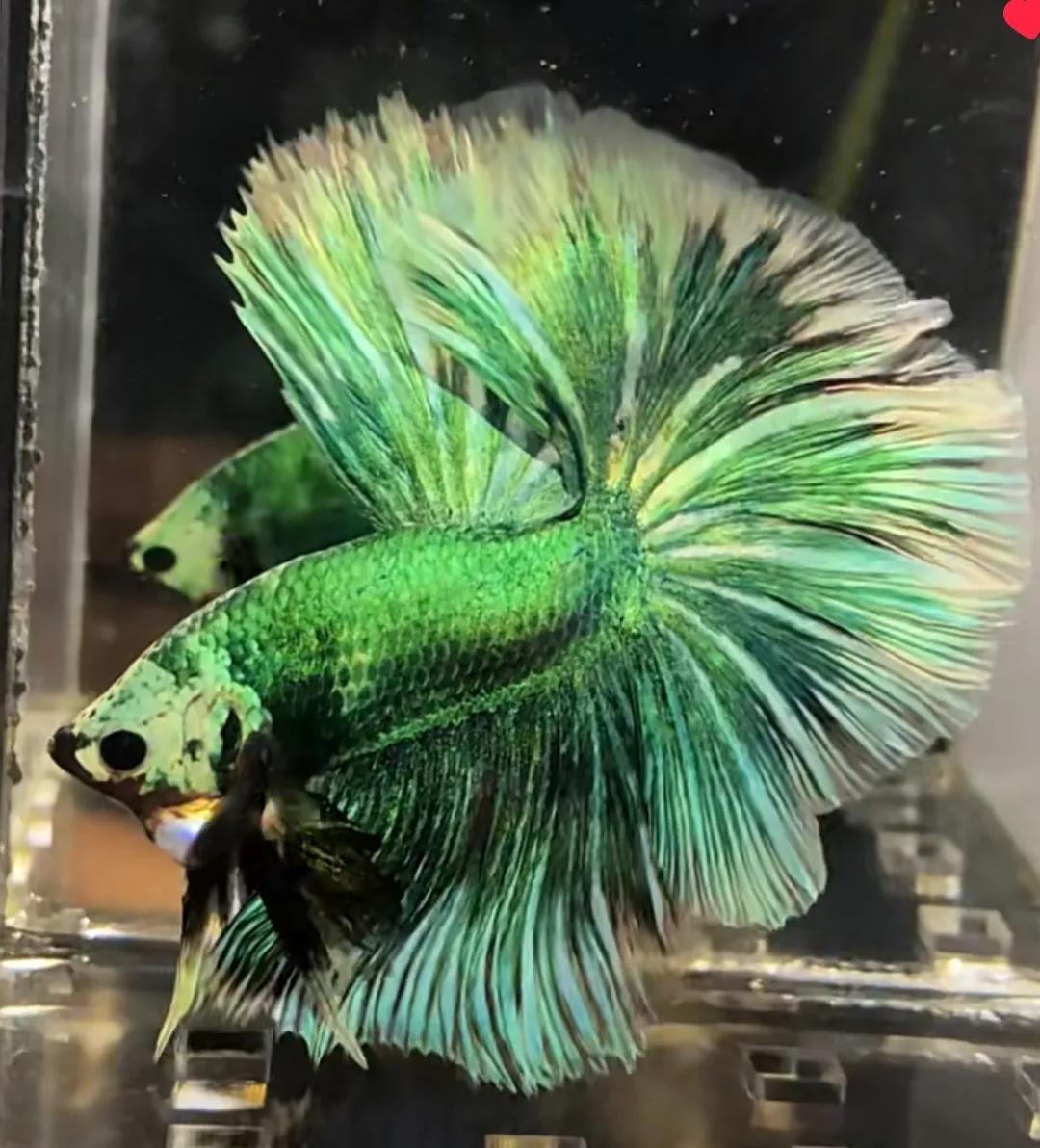 泰国斗鱼vs泰国斗鱼,泰国斗鱼和中国斗鱼为什么不一样