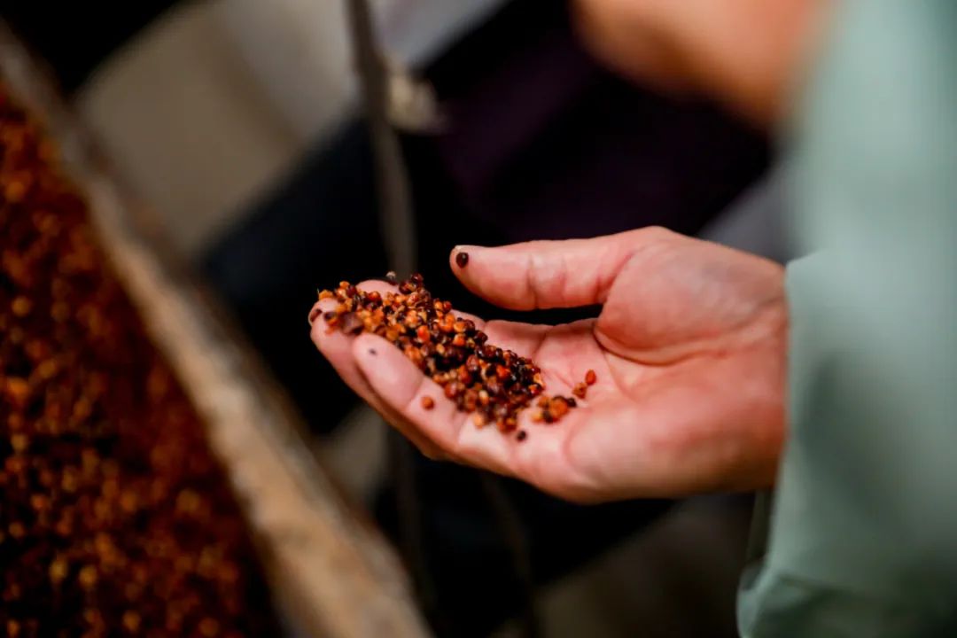 拐枣可以泡水和泡酒,拐枣与肉桂泡酒功效