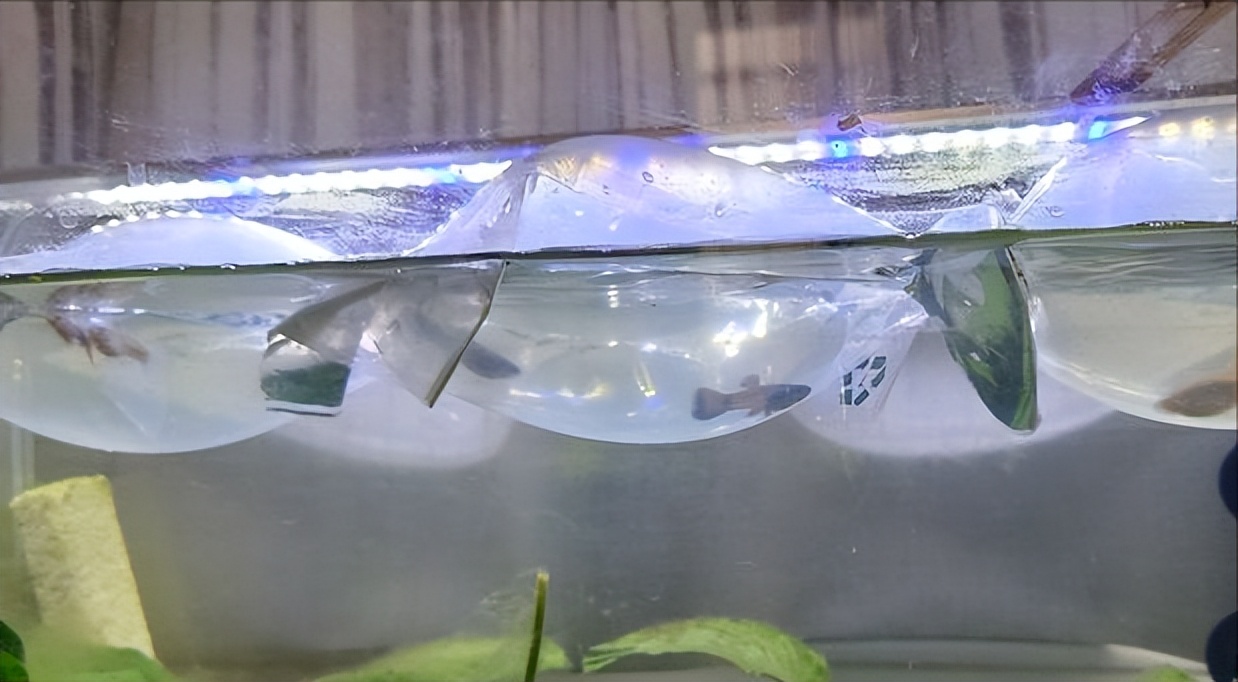 30缸天空之城鱼缸造景,20厘米鱼缸原生缸造景