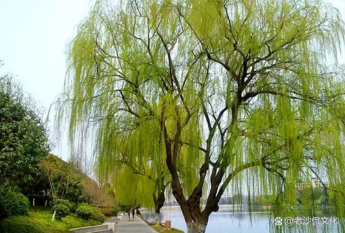 早春的诗句古诗大全,十首优美的古诗春