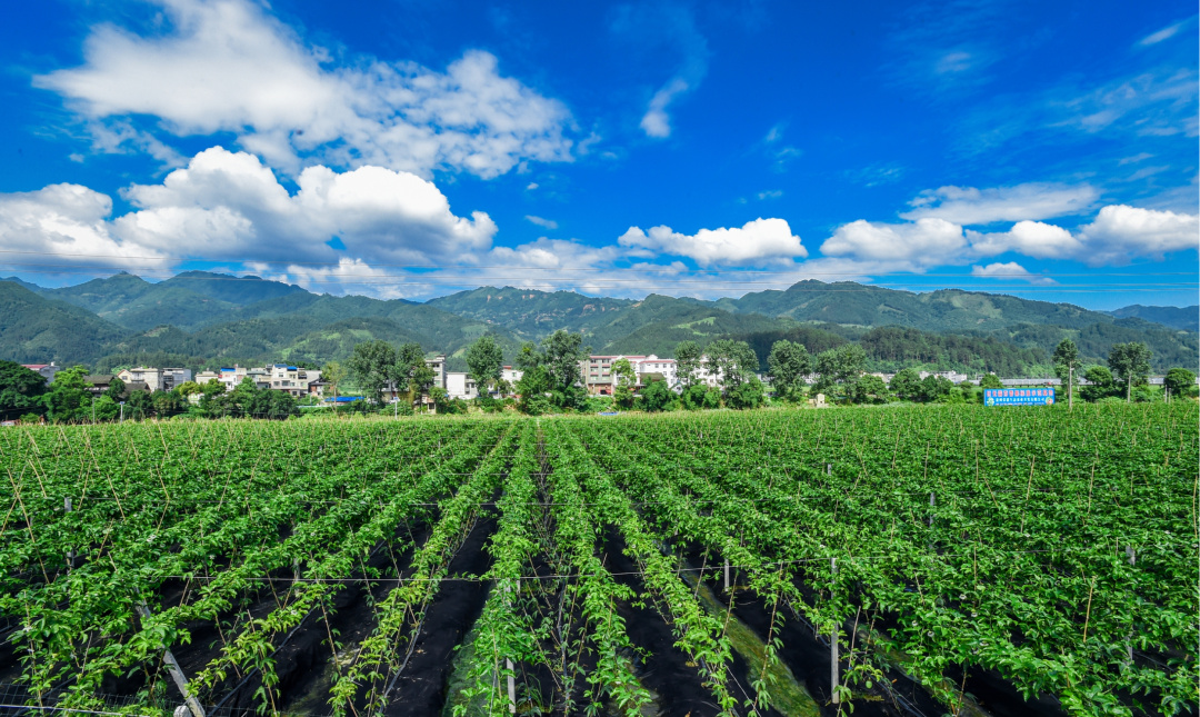 百香果哪个品种最高产,黄金百香果种植如何管理才能高产