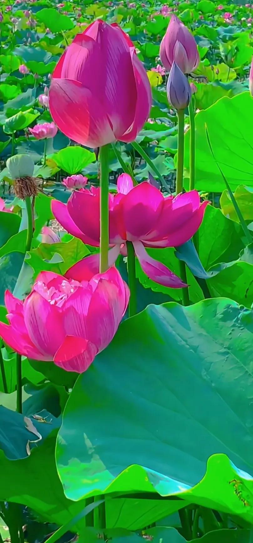 夏日美丽的荷花图片,荷花图片配上字映日荷花别样红