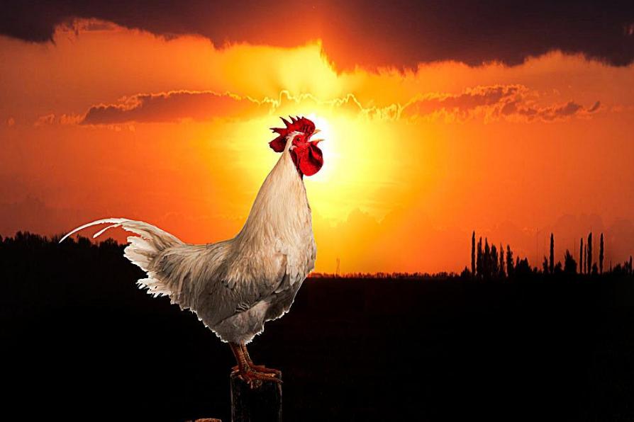 送快递小哥被狗追,快递小哥被狗追视频