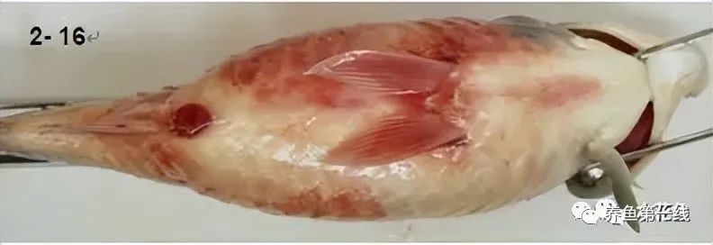 鱼类败血症病原,鱼类细菌性败血症