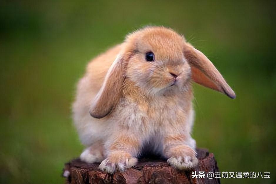 兔子便便发粘,兔子便便硬而小