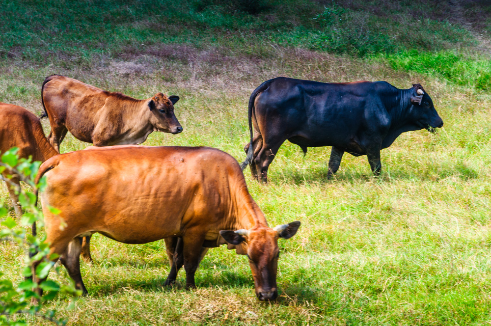 牛驱虫阿苯达唑伊维菌素用法用量,阿苯达唑伊维菌素粉给牛驱虫用量