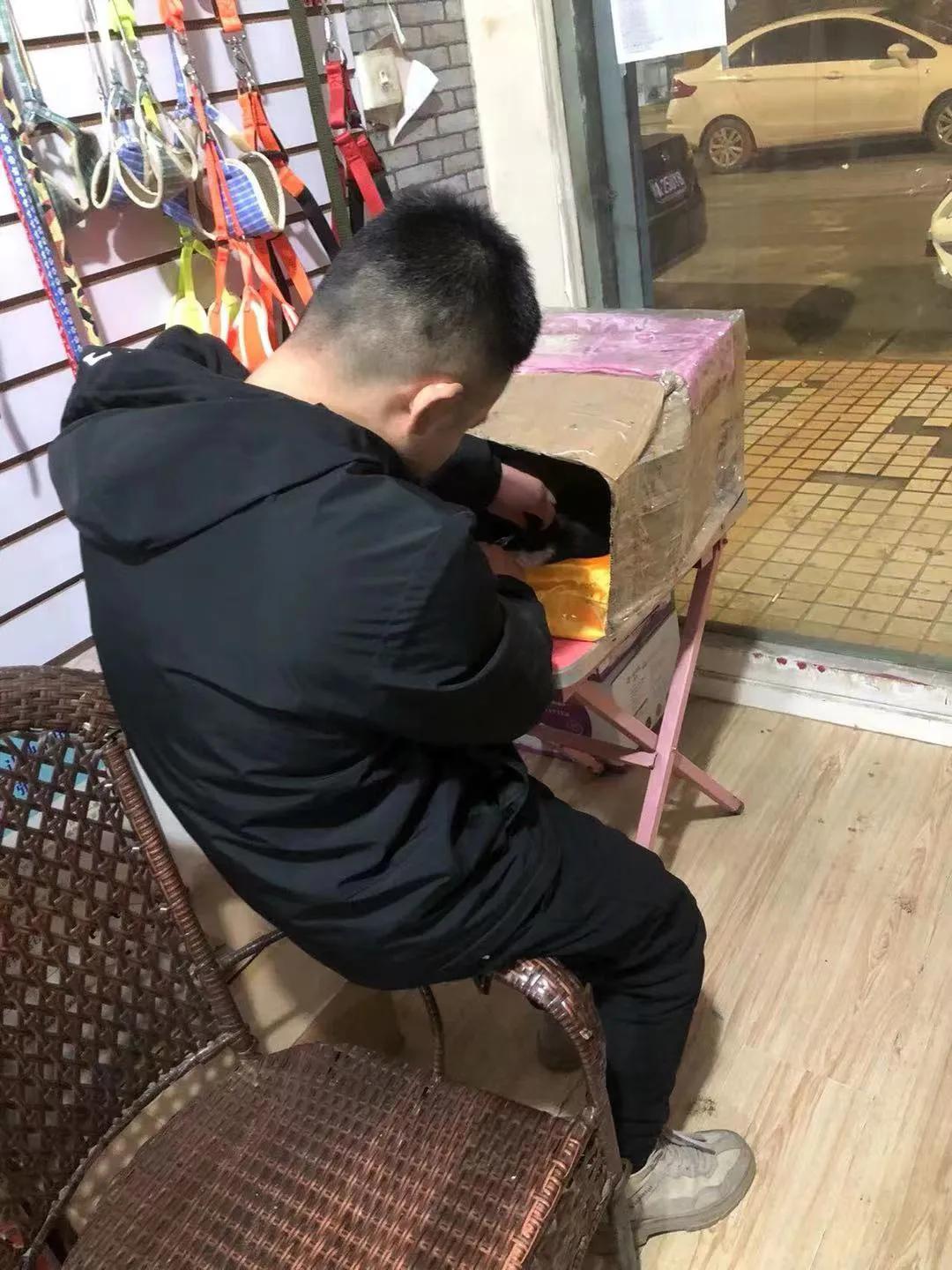 流浪猫大黑被收养后的日常生活,流浪猫大白很晚回来