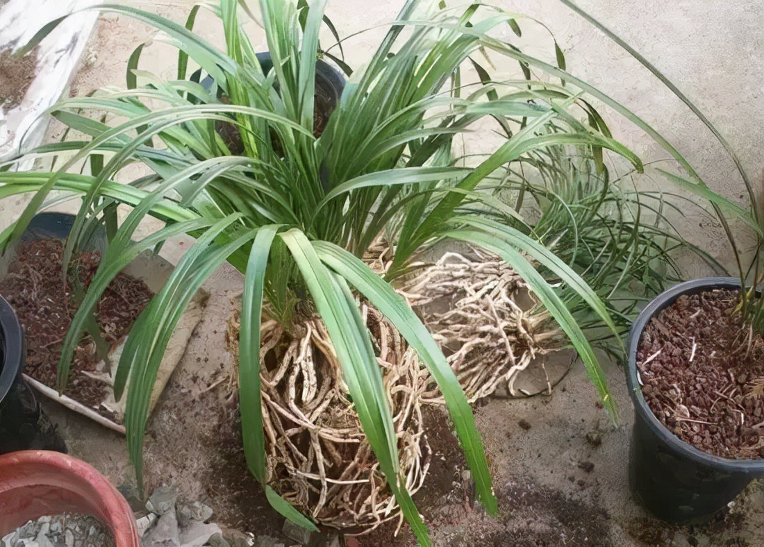 兰花专用土陶花盆,陶盆和塑料盆哪个更适合栽兰花