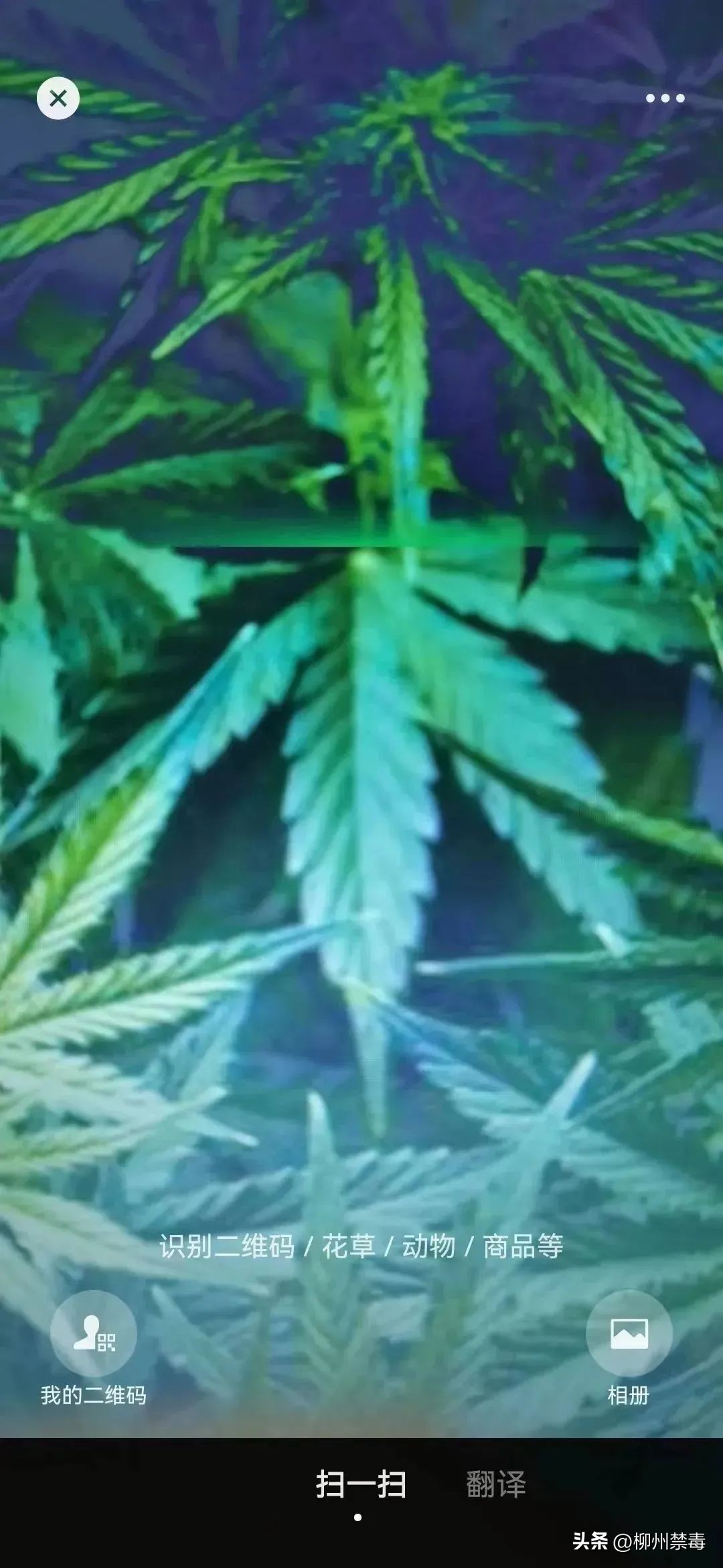 是“毒”还是“菜”？巧用微信“扫一扫”，*品毒**原植物立刻原形毕露！