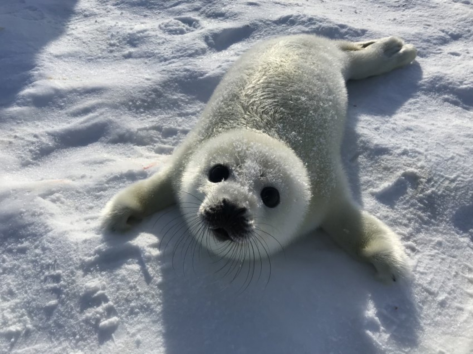 世界上最可爱的动物排名,世界上最可爱的动物宝宝