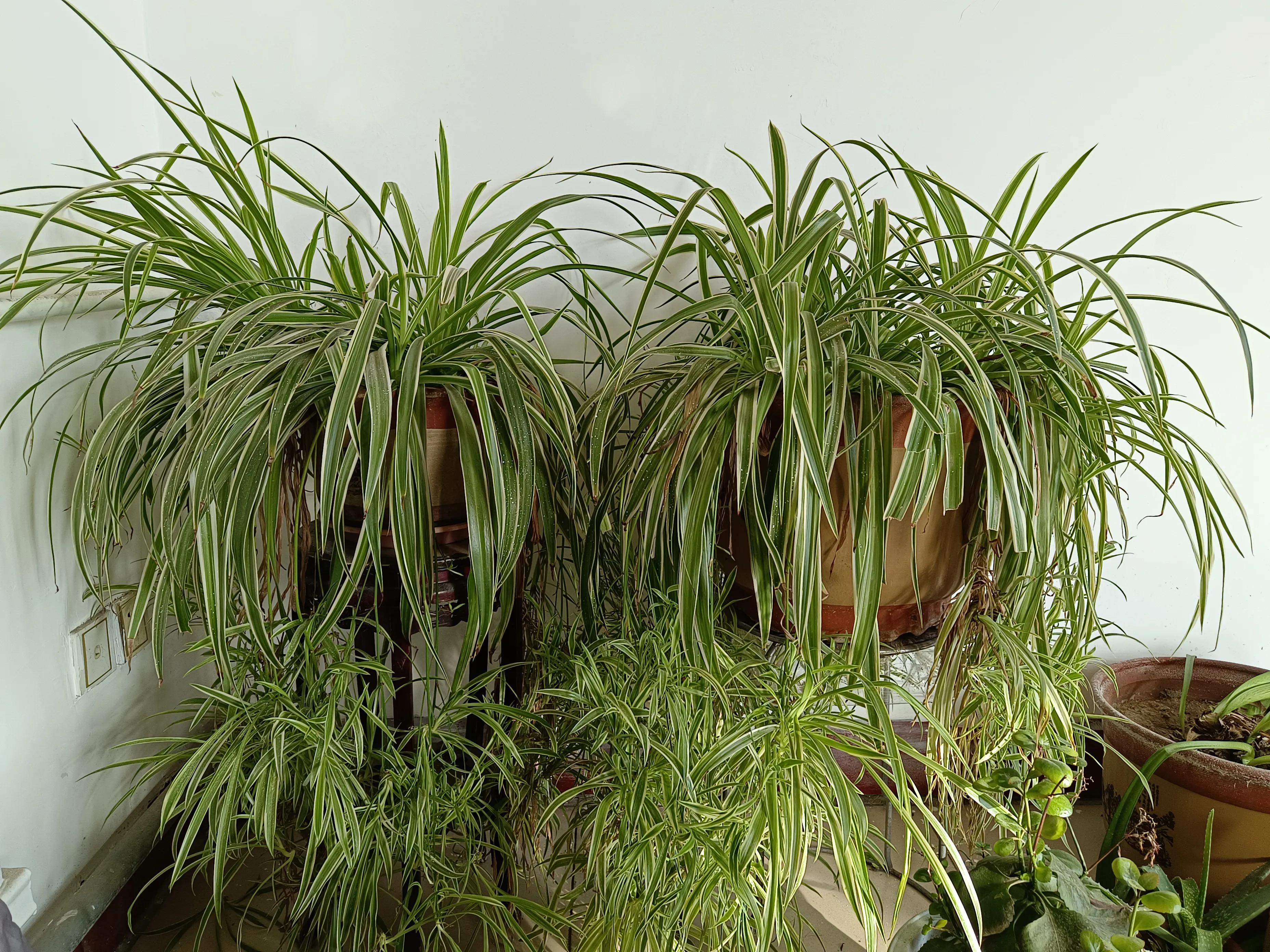 耳石症快速治愈视频,耳石症用手法治好为什么还会复发