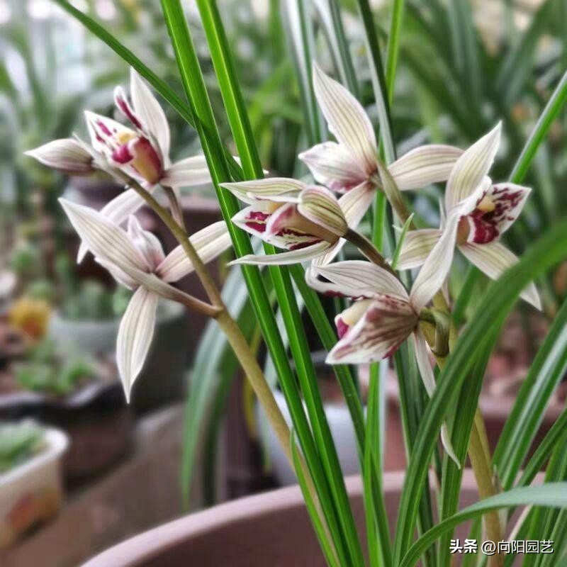 兰花淋雨好吗,兰花淋雨施什么药