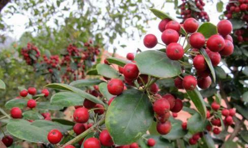 花开富贵花卉图片大全,金玉满堂花图片