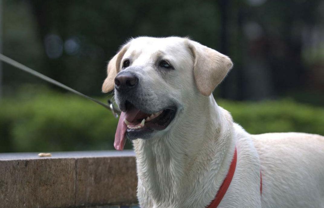 拉布拉多幼犬得病死亡,拉布拉多快下狗时会出现呕吐