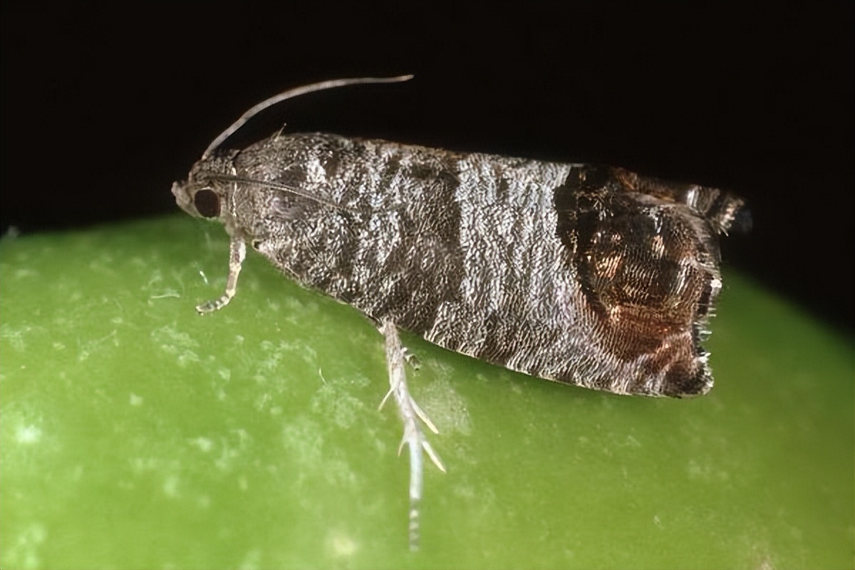 杀虫效果持久的农药,杀虫好的药物