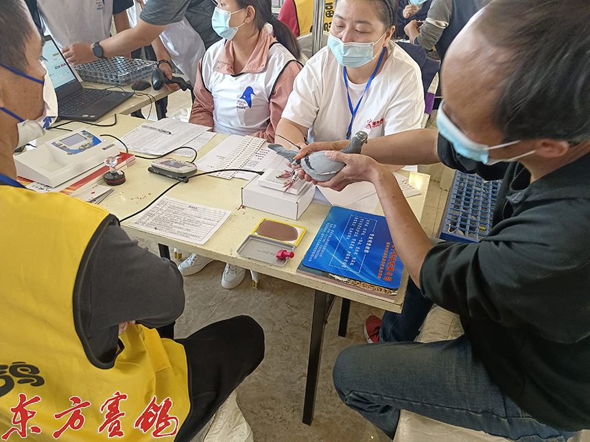 武汉福齐获奖鸽,2019武汉福齐国际集鸽名单