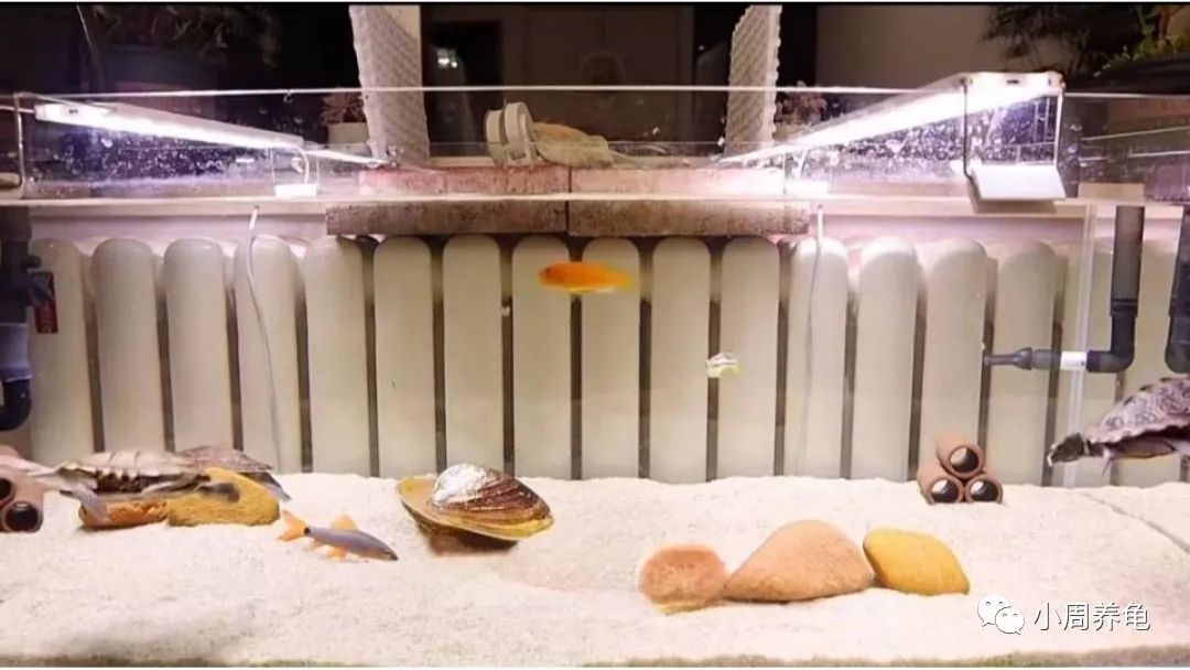 乌龟到家不吃饭怎么办,乌龟到家后不吃东西怎么办