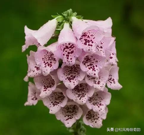 花儿朵朵开，香艳惹人爱，闻香觅花来，弄花香满衣