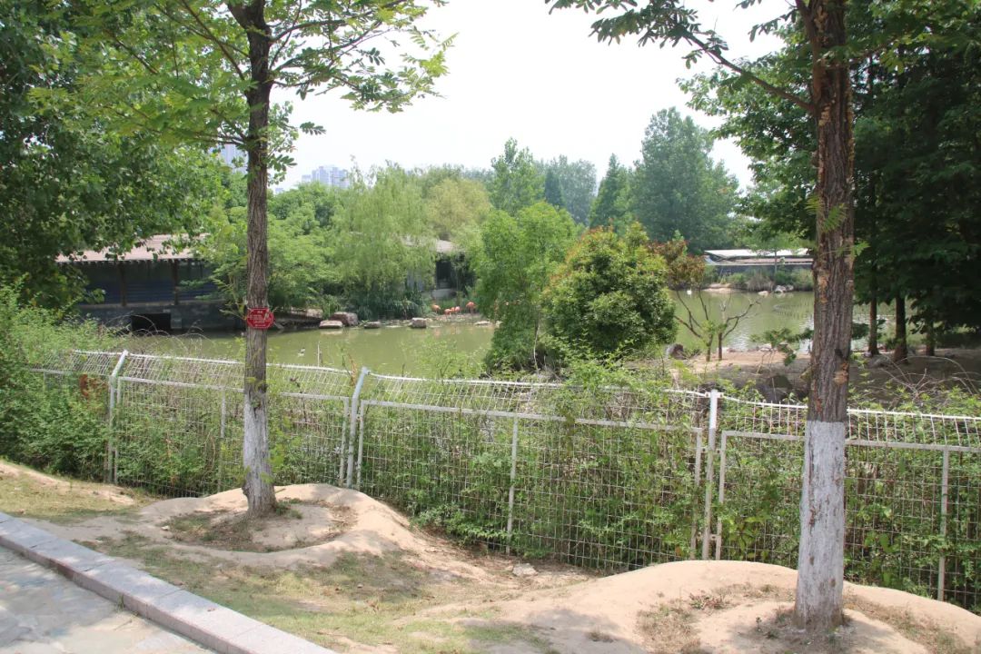 邢台动物园变大了没,淮安动物园开发时间