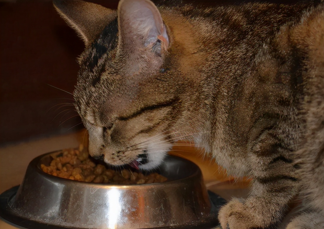 猫粮品尝师条件,猫粮品尝师入选2021冷门新职业