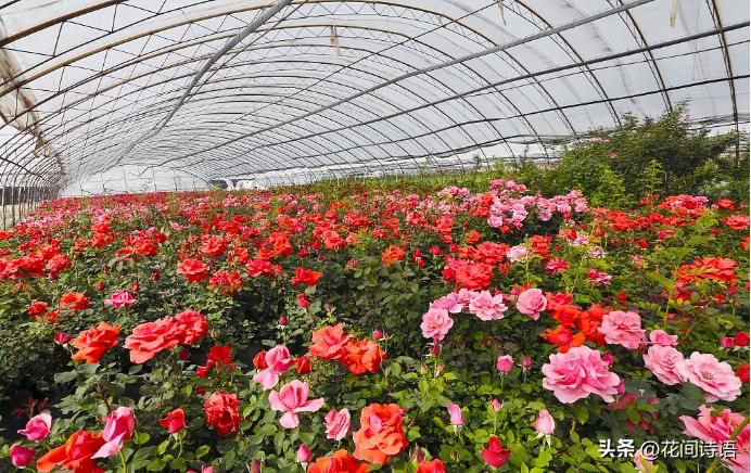 月季玫瑰蔷薇芍药牡丹的区别,月季玫瑰蔷薇区别在哪里