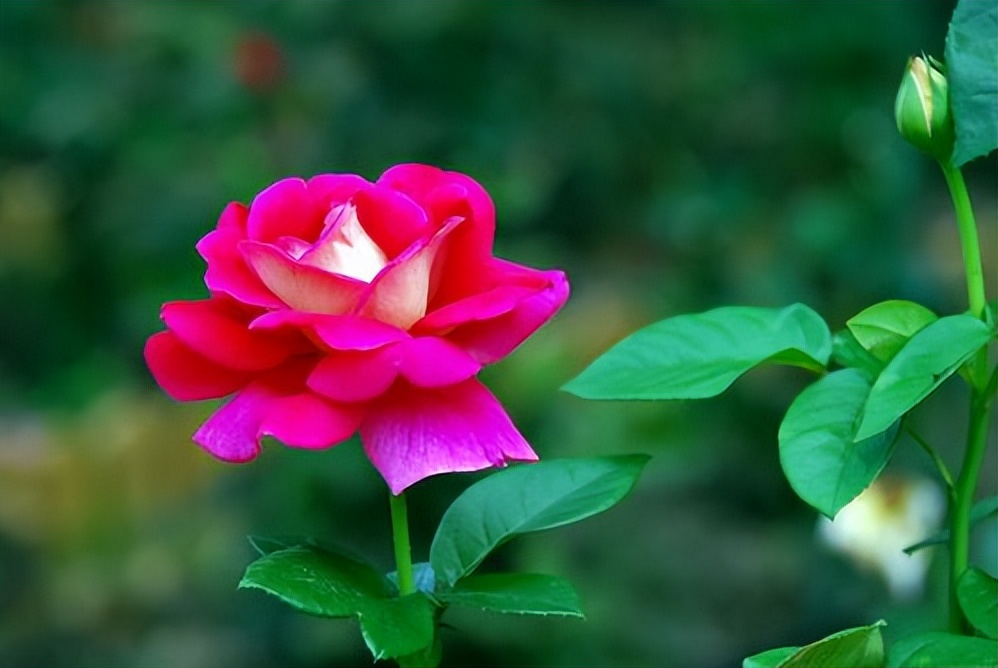 中老年女人动了真情是如何表现的,动了真情的男人一般会有什么表现