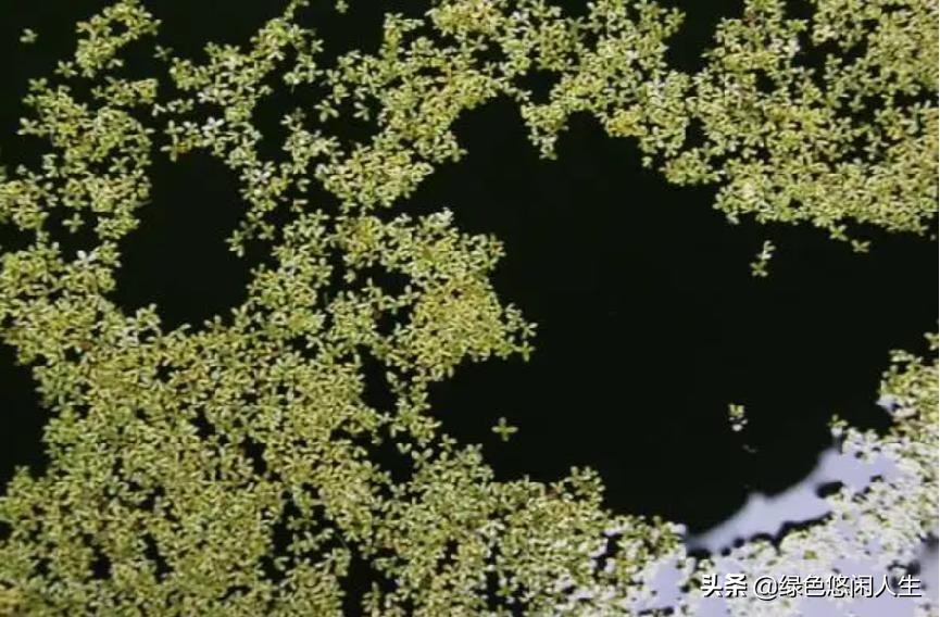 玉堂春富贵指哪些花,玉堂锦绣富贵春寓意