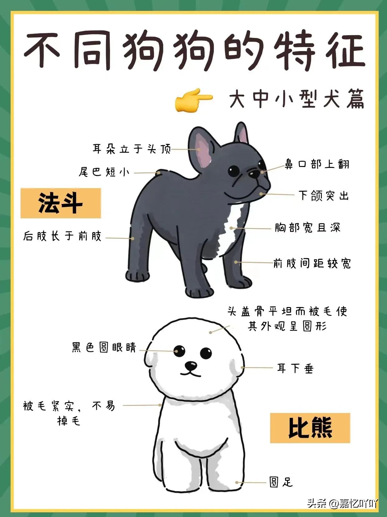 1分钟读懂狗狗的年龄,狗狗能识别自己跟人类的差别