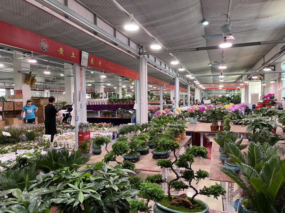 保姆级购物攻略,花市潜规则大揭秘教你怎么买花