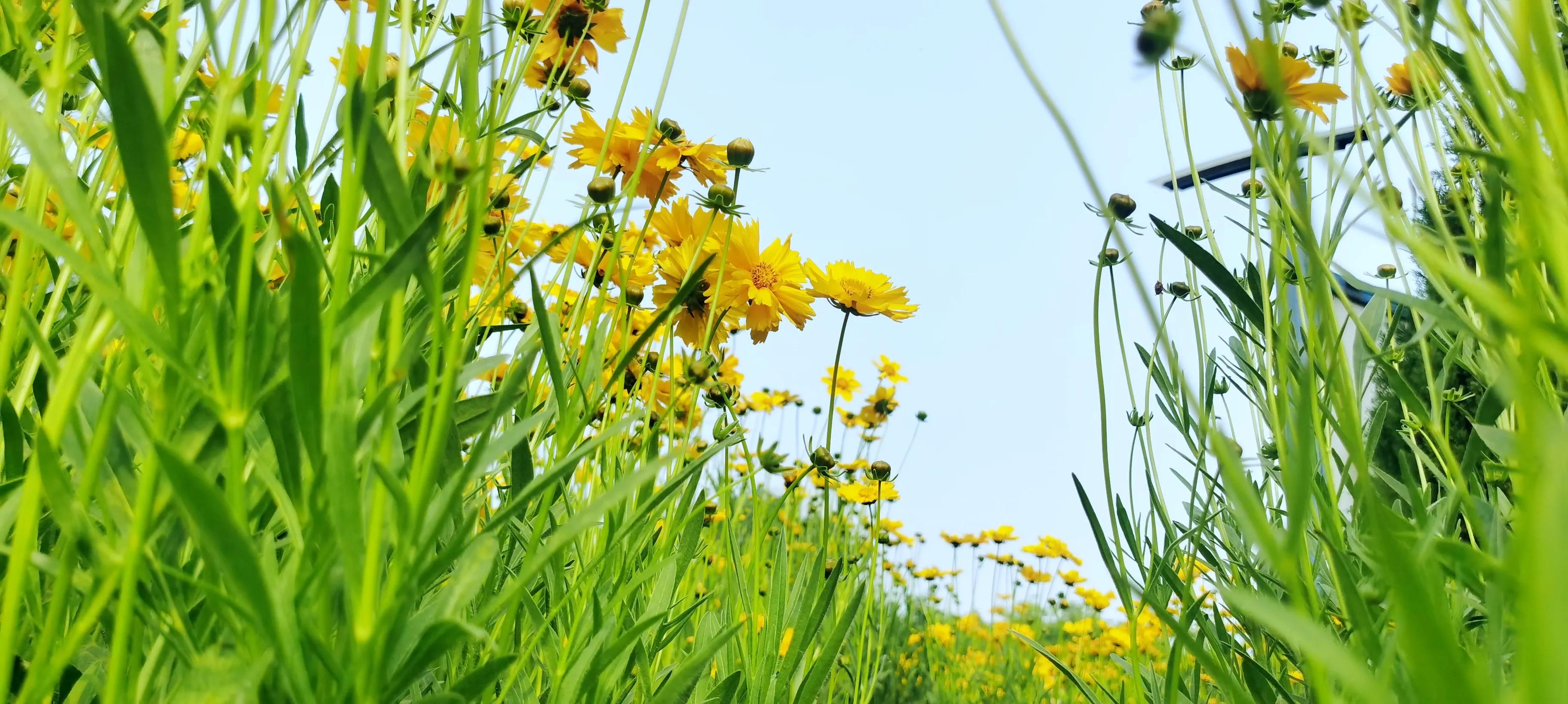 盛开在夏日里的那些花儿,冬天里那些盛开的花儿