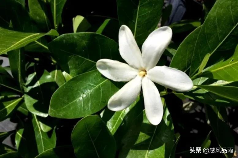 九十九朵美丽的国花送给你