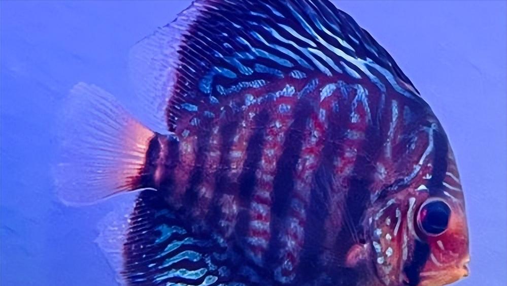 七彩神仙鱼繁殖期间可以喂食吗,七彩神仙鱼繁殖卵需要下什么药