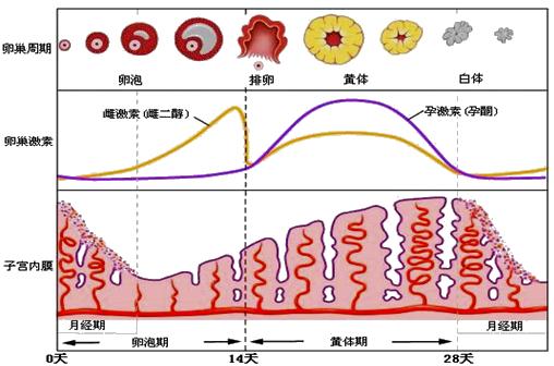 怕ta不来，又怕ta乱来！女生关于月经那点事儿