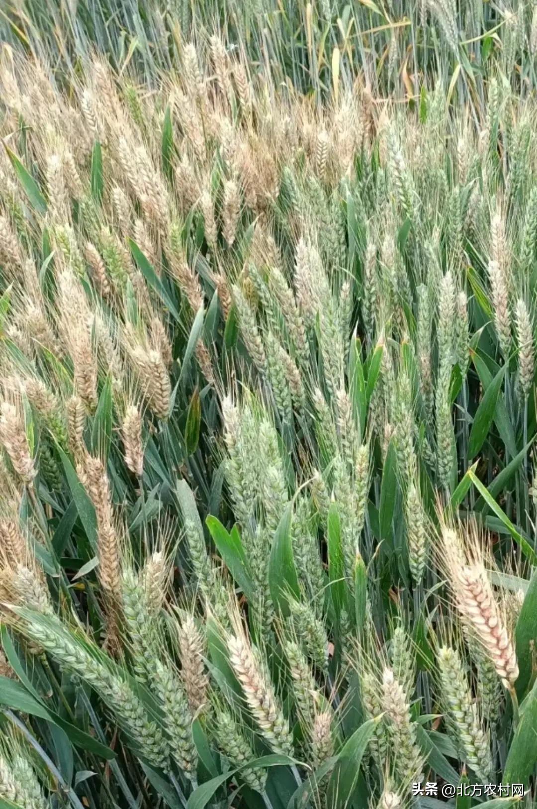 特大粒特大穗小麦种,矮杆大穗小麦什么品种好