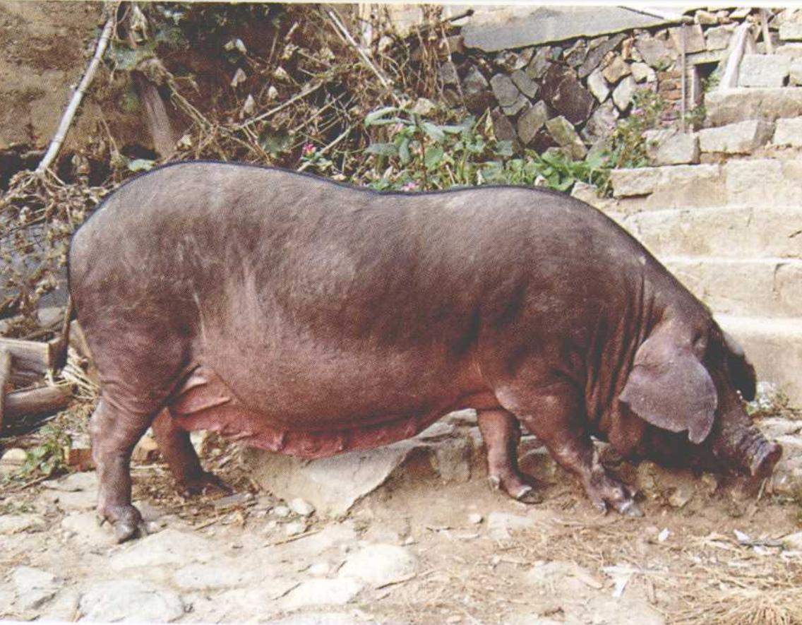 莆田猪脚,莆田猪瘟新消息