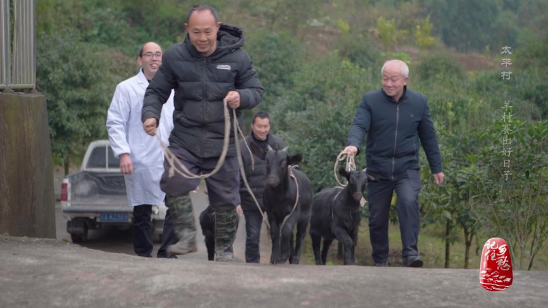 咩咩咩！听羊村“黑宝贝”，奏响山村致富曲